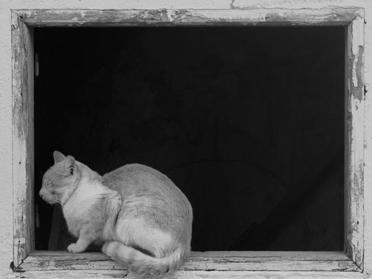  PAU COSTA _ casti.gat 