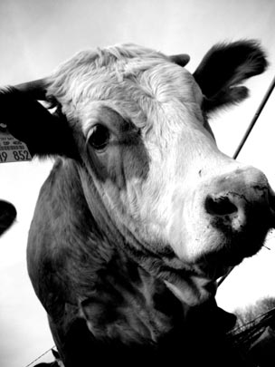  PAU COSTA _ vacas (2) 