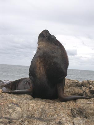  PEP POBLET _ pa' chulo yo 