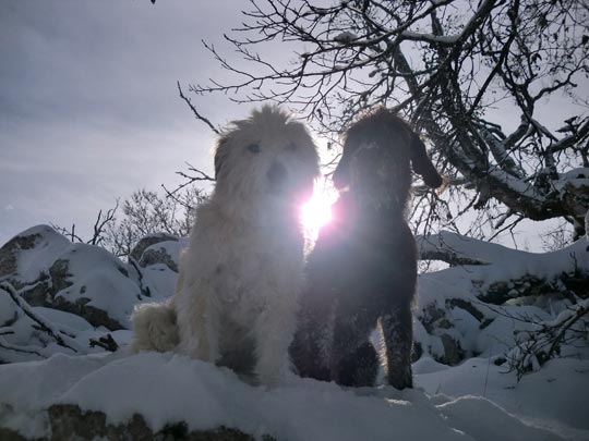  PEIO RUIZ CABESTANY _ sol de canes indesnou 