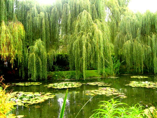  RUTH JIMENEZ _ jardín de agua, monet. giverny (1) 