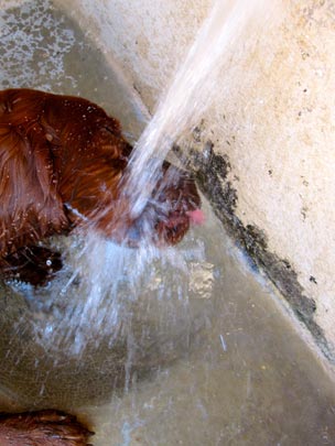  SILVIA ABRIL _ qué rica el agua cuando hay sed 