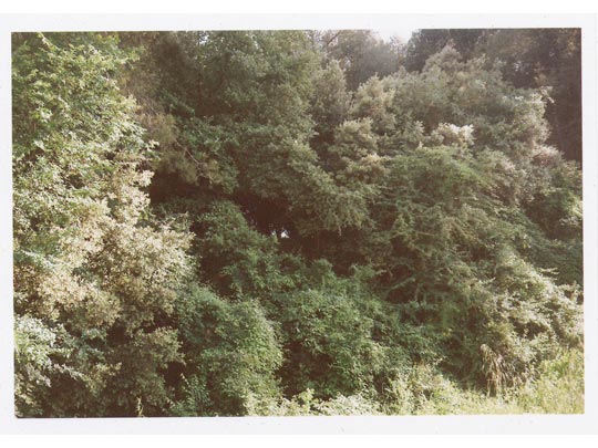  SARA COSTA _ ahí, en el centro 