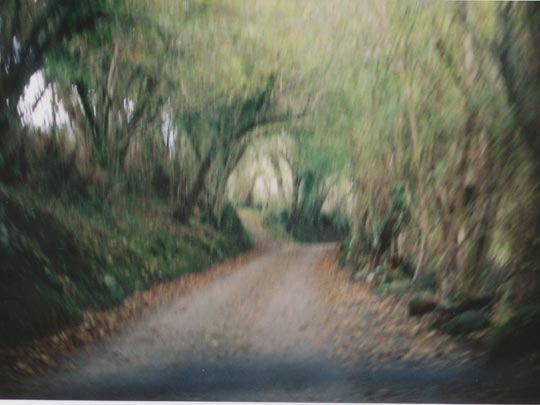  SARA COSTA _ el lobo 