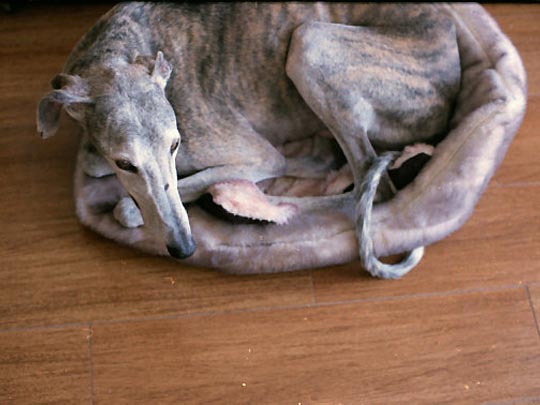  SARA COSTA _ esa no es tu cama 