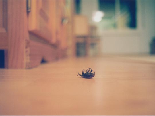  SARA COSTA _ escaraarriba 