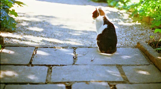  SARA COSTA _ gato esperando 