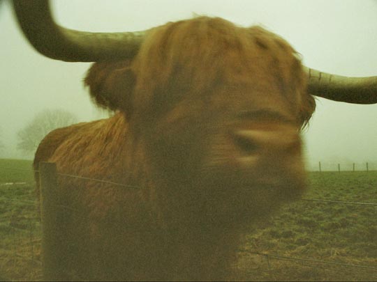  SARA COSTA _ highland cow 