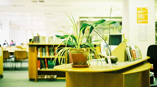  SARA COSTA _ la planta del lugar menos frecuentado 