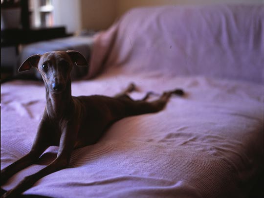  SARA COSTA _ larguiducho 