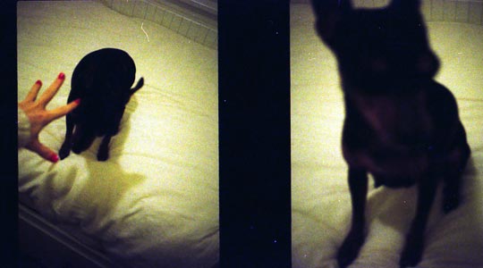  SARA COSTA _ peach retratado con la olympus del abuelo 