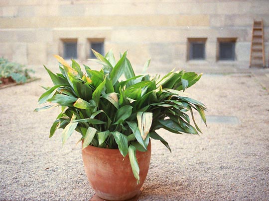  SARA COSTA _ planta esperando 