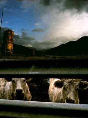  SARA COSTA _ que vivan las vacas 