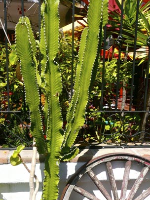  SILVIA CORBERA _ cactus 