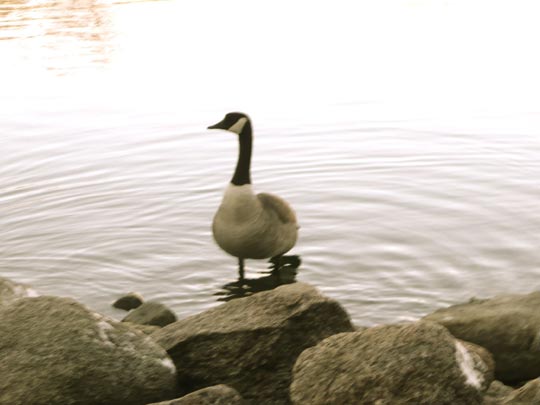  SILVIA CORBERA _ grey swan, este no baila 