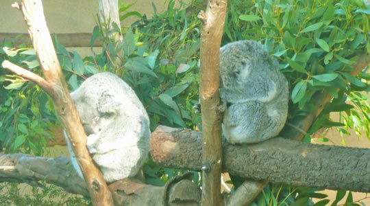  SILVIA CORBERA _ koalas haciendo la siesta 