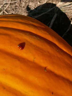  SILVIA CORBERA _ lady bug likes pumpkin 