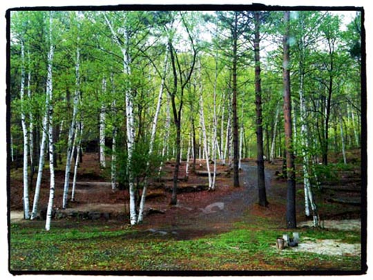  THE JAPAN PHOTO PROJECT _ forest 