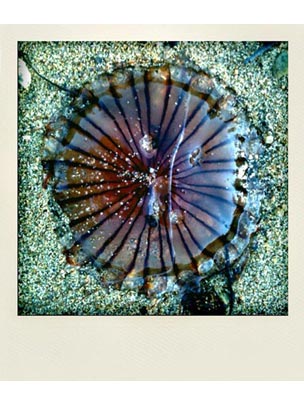  THE JAPAN PHOTO PROJECT _ jelly fish 