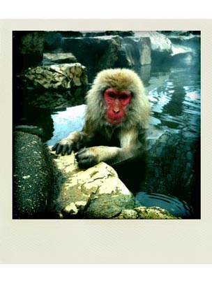  THE JAPAN PHOTO PROJECT _ snow monkey 