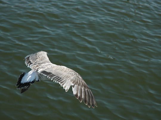  VANE VILLAR _ al vuelo 