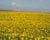  [CAPTURA / girasoles en córdoba] 