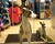  [CAPTURA / perros guardianes] 