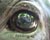  [CAPTURA / ojo de pez en ojo de caballo] 