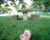  [CAPTURA / rumbo a picnic] 