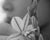  [CAPTURA / flor] 